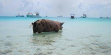 Staniel Cay Yacht Club