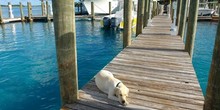 Staniel Cay Yacht Club